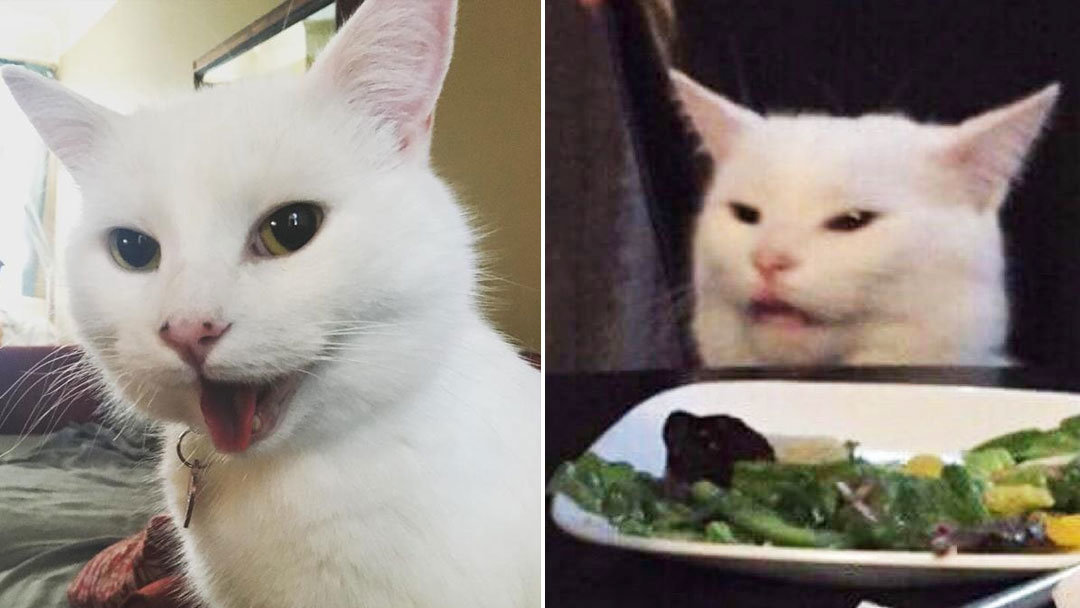 brain cat