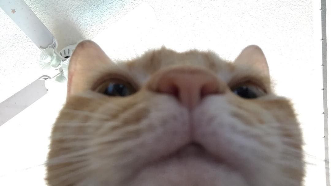 skincare cat