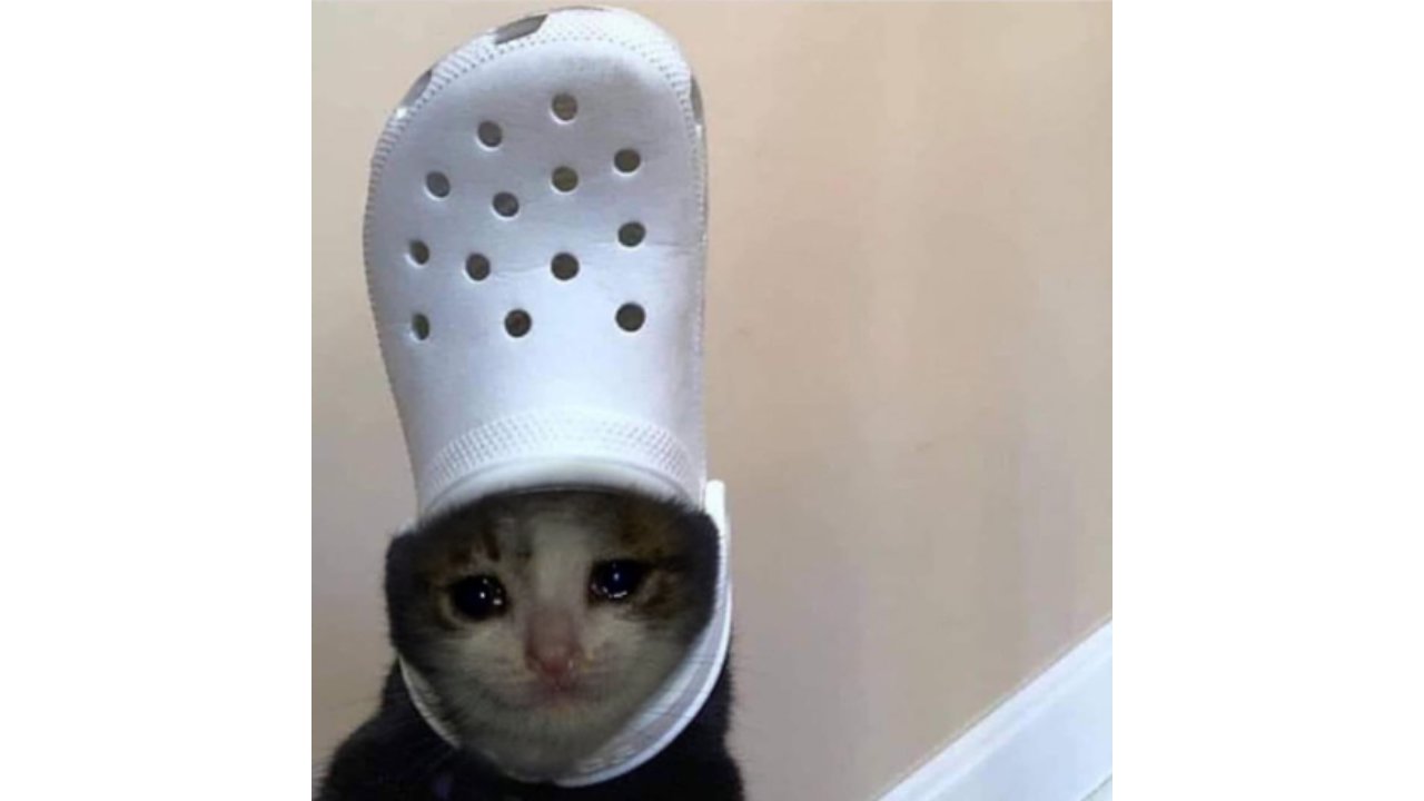 thoughts cat